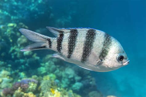 black white fish|Black And White Fish Name .